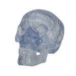 Schädel Modell Klassik Transparent, 3-teilig - 3B Smart Anatomy