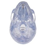 Schädel Modell Klassik Transparent, 3-teilig - 3B Smart Anatomy