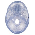 Schädel Modell Klassik Transparent, 3-teilig - 3B Smart Anatomy