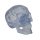 Schädel Modell Klassik Transparent, 3-teilig - 3B Smart Anatomy