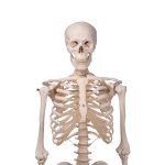Skelett-Modell &quot;Stan&quot; an Metallh&auml;ngestativ mit Rollen - 3B Smart Anatomy