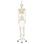 Skelett-Modell &quot;Stan&quot; h&auml;ngend mit Rollen - 3B Smart Anatomy
