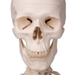 Skelett-Modell "Stan" hängend mit Rollen - 3B Smart Anatomy
