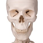 Human Skeleton Model "Stan" on Hanging Stand - 3B Smart Anatomy