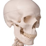 Human Skeleton Model "Stan" on Hanging Stand - 3B Smart Anatomy