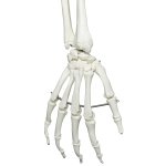 Human Skeleton Model "Stan" on Hanging Stand - 3B Smart Anatomy
