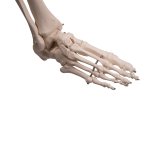 Human Skeleton Model "Stan" on Hanging Stand - 3B Smart Anatomy
