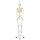 Human Skeleton Model "Stan" on Hanging Stand - 3B Smart Anatomy