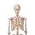 Human Skeleton Model "Stan" on Hanging Stand - 3B Smart Anatomy