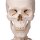 Human Skeleton Model "Stan" on Hanging Stand - 3B Smart Anatomy
