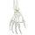 Human Skeleton Model "Stan" on Hanging Stand - 3B Smart Anatomy