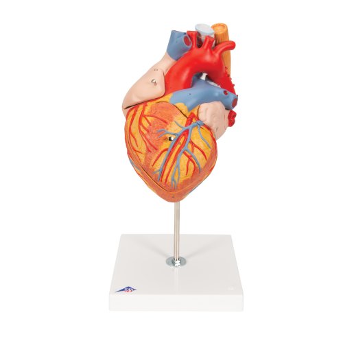 Herz-Modell mit Luft- und Speiseröhre, 2-fache Größe, 5-tlg - 3B Smart Anatomy