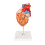 Herz-Modell mit Luft- und Speiseröhre, 2-fache...
