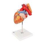 Herz-Modell mit Luft- und Speiser&ouml;hre, 2-fache Gr&ouml;&szlig;e, 5-tlg - 3B Smart Anatomy