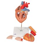 Heart Model with Esophagus and Trachea, 2x magnified, 5 part - 3B Smart Anatomy