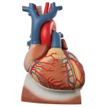 Herz-Modell mit Zwerchfell, 3-fache Größe,...