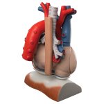 Herz-Modell mit Zwerchfell, 3-fache Gr&ouml;&szlig;e, 10-tlg - 3B Smart Anatomy