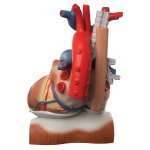 Herz-Modell mit Zwerchfell, 3-fache Gr&ouml;&szlig;e, 10-tlg - 3B Smart Anatomy