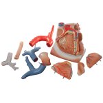 Heart and Diaphragm Model, 3x magnified, 10 part - 3B Smart Anatomy