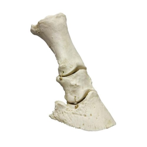Horse foot model, flexible