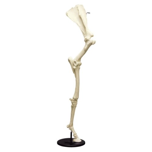 Horse Front Leg with Scapula, articulated on Base
