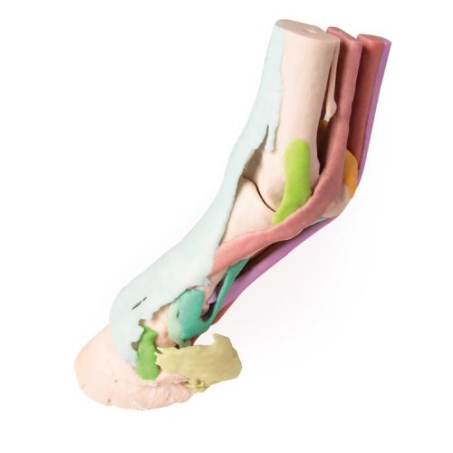 Foot of a horse - 3D model 1