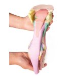 Foot of a horse - 3D model 1