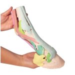 Foot of a horse - 3D model 1