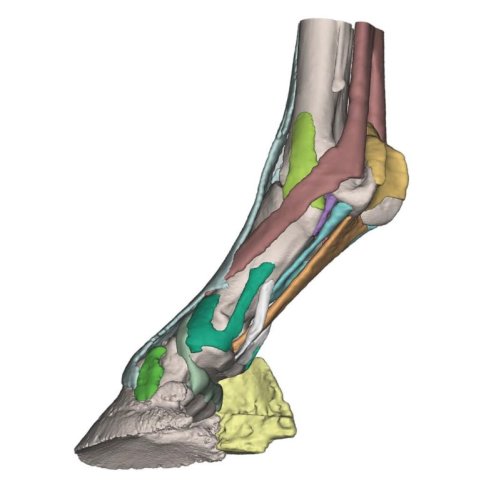 Foot of a horse - 3D model 2
