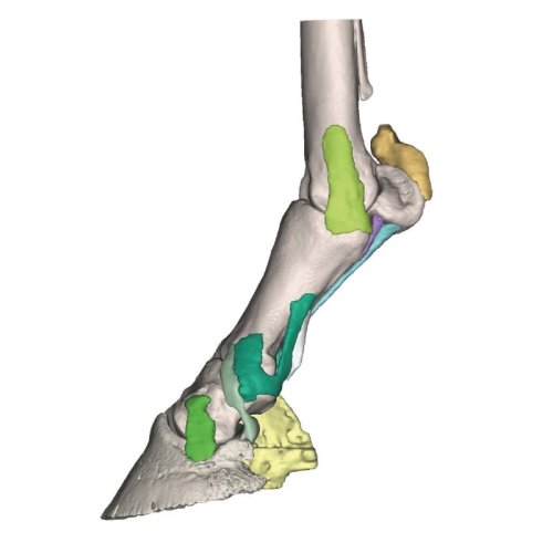 Foot of a horse - 3D model 4