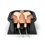 Equine Castration Surgical Simulator