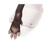 Hundepfote Verbandtrainer