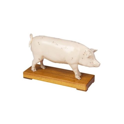 Akupunktur-Schwein
