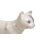Acupuncture cat