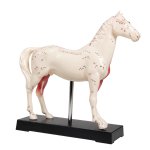 Pferd Akupunktur-Modell