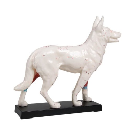 Akupunktur-Hund