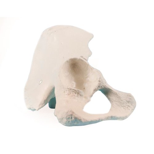 Half pelvis model, right
