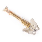 Wirbelsäule mit Becken, Wirbel didaktisch gefärbt