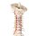 Vertebral column with pelvis and muscle markings