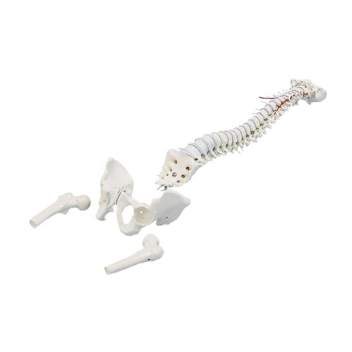 Vertebral column with pelvis and femoral stumps