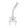 Vertebral column with pelvis and femoral stumps