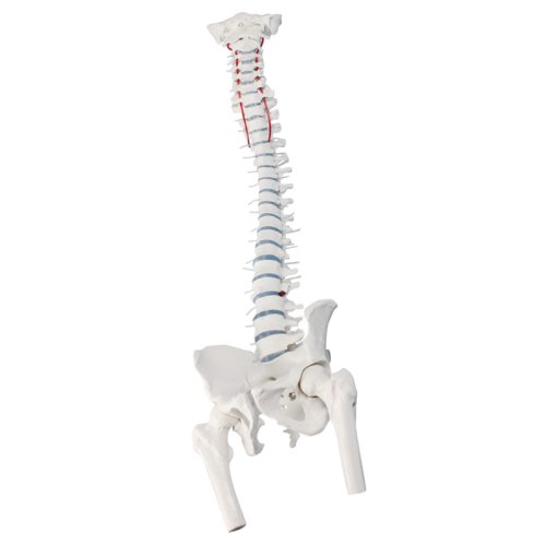 Standard spine with femur stumps, prolapse and pelvis