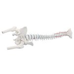 Standard spine with femur stumps, prolapse and pelvis