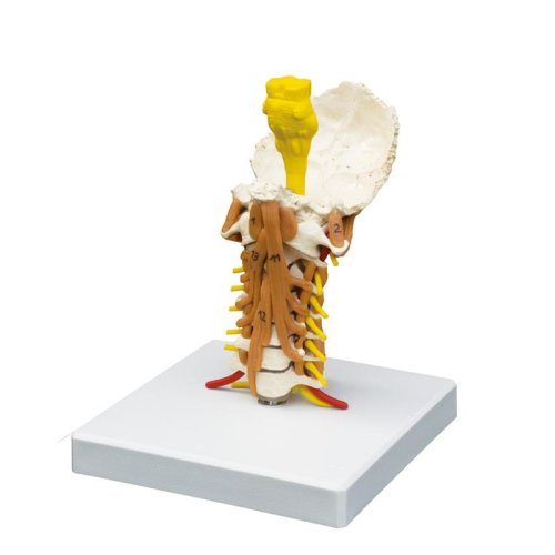 Cervical spine with neck musculature