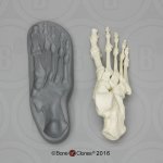 Human Magnetic Foot, right