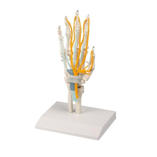 Handskeleton-model with tendons, nerves and carpal tunnel