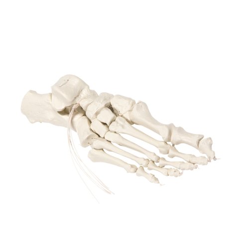 Foot skeleton on Nylon
