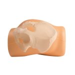 Simulator for i.m. injection and punch biopsy of the iliac crest