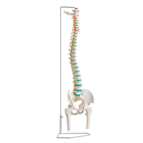 Flexible vertebral column with femur heads