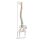 Flexible vertebral column with femur heads